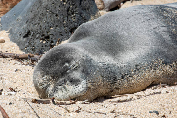istock Hawaiian monk seal 1347133269
