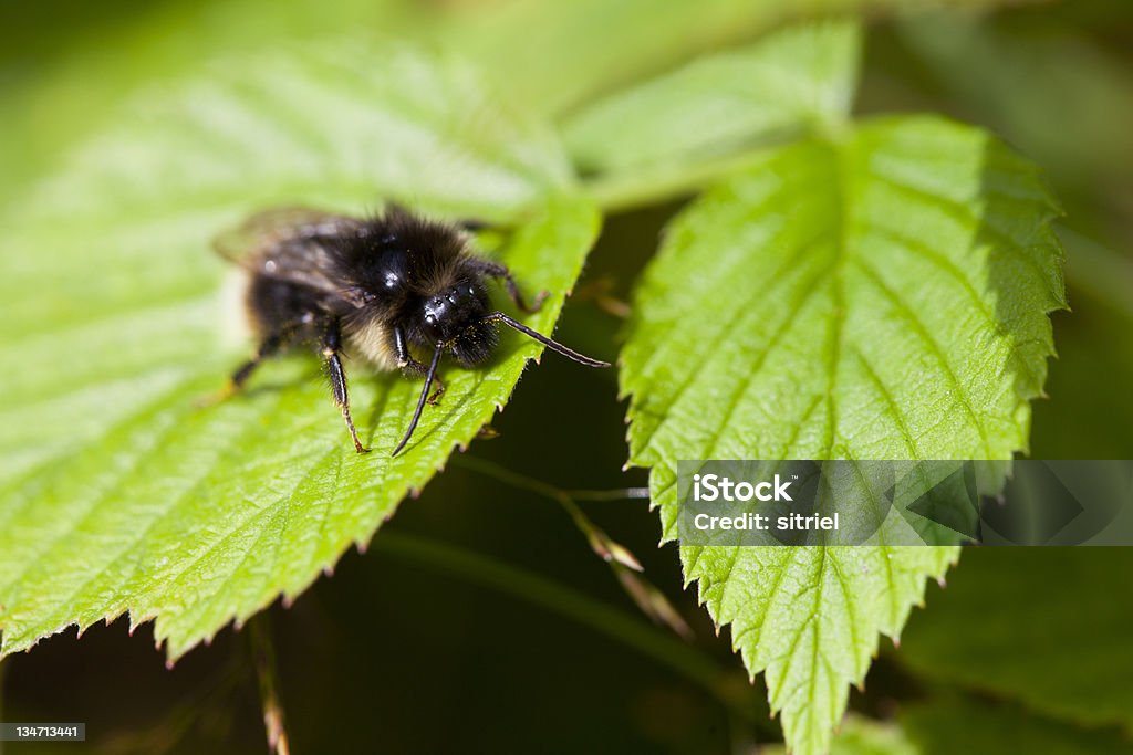 Bumblebee na Liść - Zbiór zdjęć royalty-free (Bez ludzi)