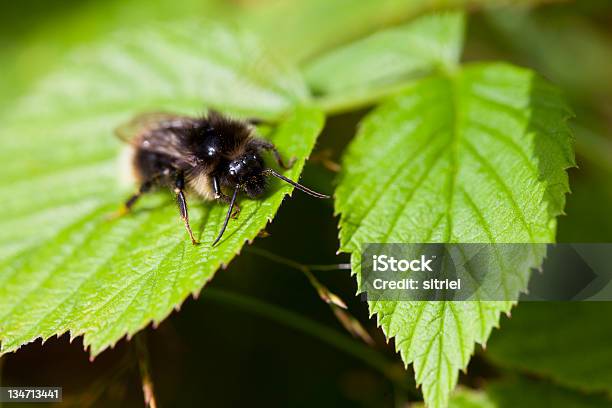 Bumblebee Na Liść - zdjęcia stockowe i więcej obrazów Bez ludzi - Bez ludzi, Bliskie zbliżenie, Fotografika
