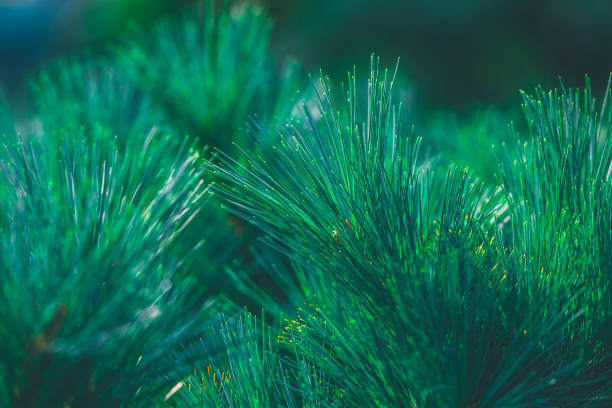 istock Forest background of pine needles 1347134634