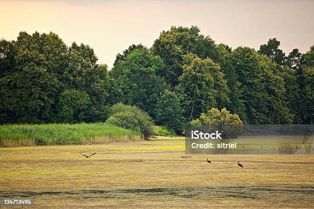 Czarny Biały Np Czaple Modre Storks - zdjęcia stockowe i więcej obrazów Bez ludzi - Bez ludzi, Biały, Bocian