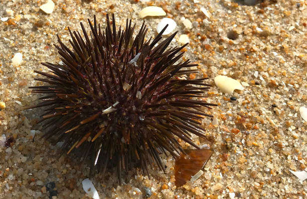istock Sea Urchin Close Up 1347135654