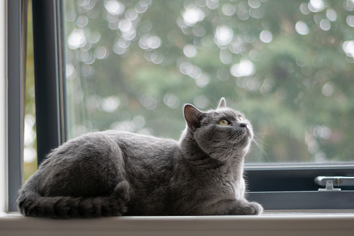 British shorthair cat with blue-grey fur resting at home. Pure and beautiful breed cat is sitting comfortably on window sill. Selective focus