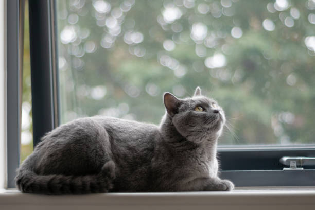 British shorthair cat with blue-grey fur resting at home. Pure and beautiful breed cat is sitting comfortably on window sill British shorthair cat with blue-grey fur resting at home. Pure and beautiful breed cat is sitting comfortably on window sill. Selective focus british shorthair cat photos stock pictures, royalty-free photos & images