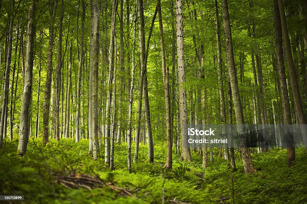 Zielonym woods - Zbiór zdjęć royalty-free (Bez ludzi)
