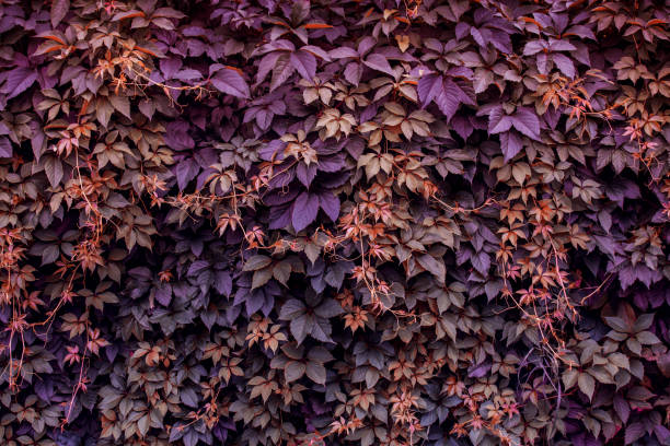 istock Wall of wild grapes, background, texture. Toned image 1347140349