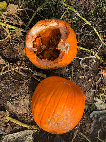 Stock photo showing an elevated view of overripe and rotting orange pumpkin with leaves, in muddy farm field grown for Halloween.