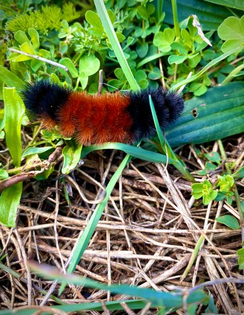 istock Caterpillar fuzzy 1347141858