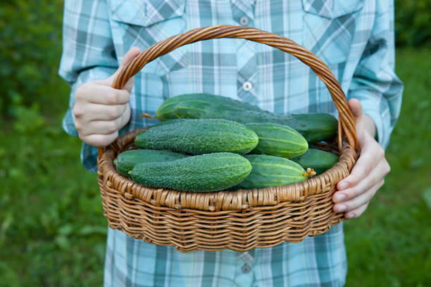 istock Women's hands hold cucumbers in a basket close-up. Harvesting a fresh 1347142512