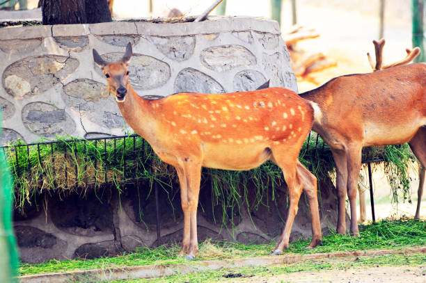 istock The deer in the park 1347144291