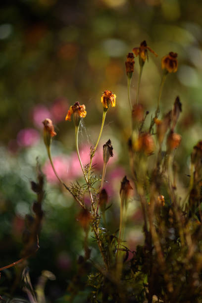 Fleurs de souci fanées en gros plan - Photo