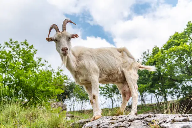 White curious goat standing on the rock. Farm mammal on the pasture.