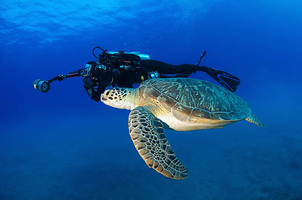 istock Green turtle, Chelonia mydas 134714649