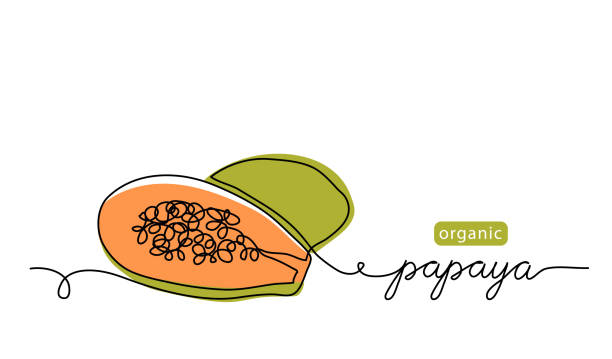 ilustrações, clipart, desenhos animados e ícones de mamão, seção pawpaw com ilustração vetorial de sementes. um desenho de arte de linha com papaya orgânico de letras - papaieira