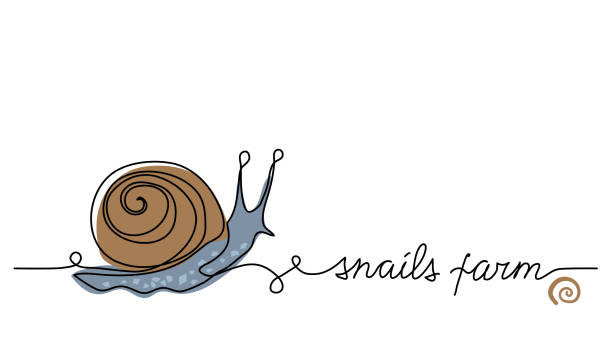 illustrazioni stock, clip art, cartoni animati e icone di tendenza di lumaca, escargot una linea di disegno artistico. semplice illustrazione di linee vettoriali con lettering lumache allevamento - vector animal snail slug