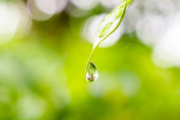 istock rain water drop on green leaf closeup natural background 1347146610