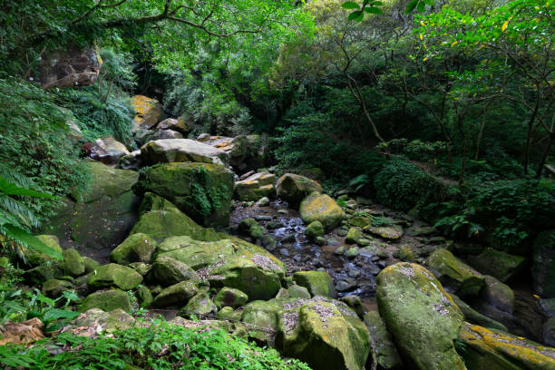 istock Stream go through the rocks coverd in moss, peacefully flowing, plants almost covered the valley, in Nuandong Canyon, Keelung city, Taiwan. 1347146677