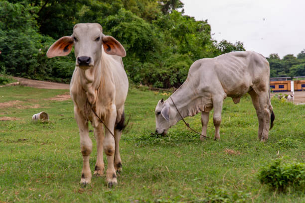 istock White cows on a field on a nite day in summer. 1347146779