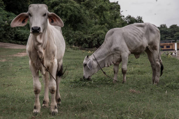 istock White cows on a field on a nite day in summer. 1347146869