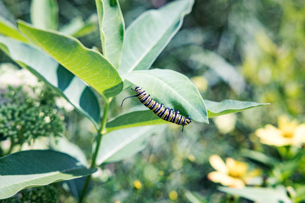 Yellow and black striped Monarch Butterfly caterpillar crawling along the edge of a milkweed bush leaf. Bright August summer day near Rochester, in western New York State.