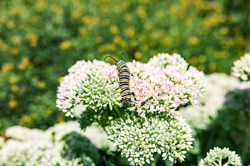 Yellow and black striped Monarch Butterfly caterpillar crawling up on a bunch of milkweed flower blossoms. Bright August summer day near Rochester, in western New York State.