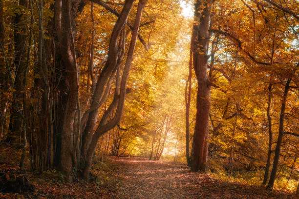 istock Forest path in colorful autumn forest in sunlight 1347147361
