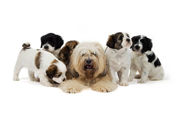 istock Mother Tibetan Terrier and her puppies 134714955