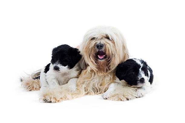 istock Mother Tibetan Terrier and her puppies 134714975