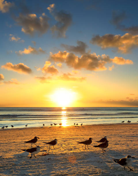 Large group of seagulls on sandy beach during colorful sunset stock photo