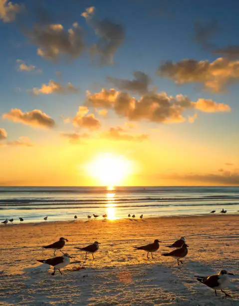 Photo of Large group of seagulls on sandy beach during colorful sunset