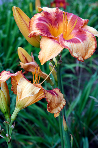 Orange lilies start blooming on a dry garden bed. Warm summer morning.