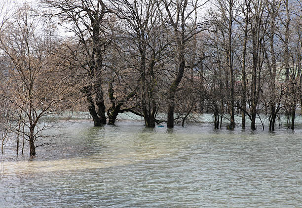 inundado forest.planinsko polje, eslovênia - planinsko polje - fotografias e filmes do acervo