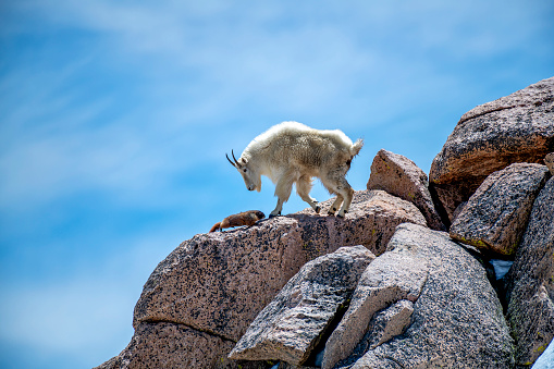 Mountain Goat and Marmot met at the Summit of Mount Evans under the blue skies among rocks.
 Above treeline (14,271 ft / 4350 m). September.