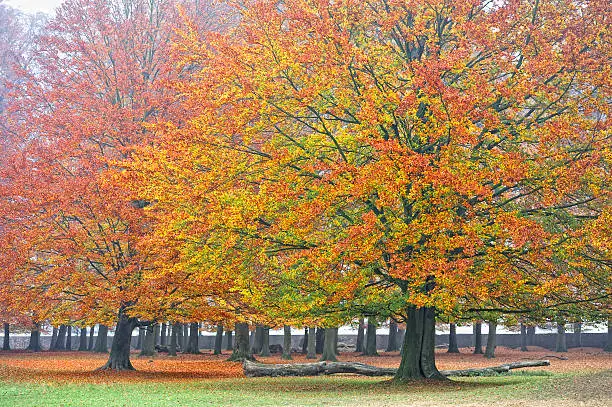 Autumn landscapes in Wisentgehege forest,Springe,Germany.