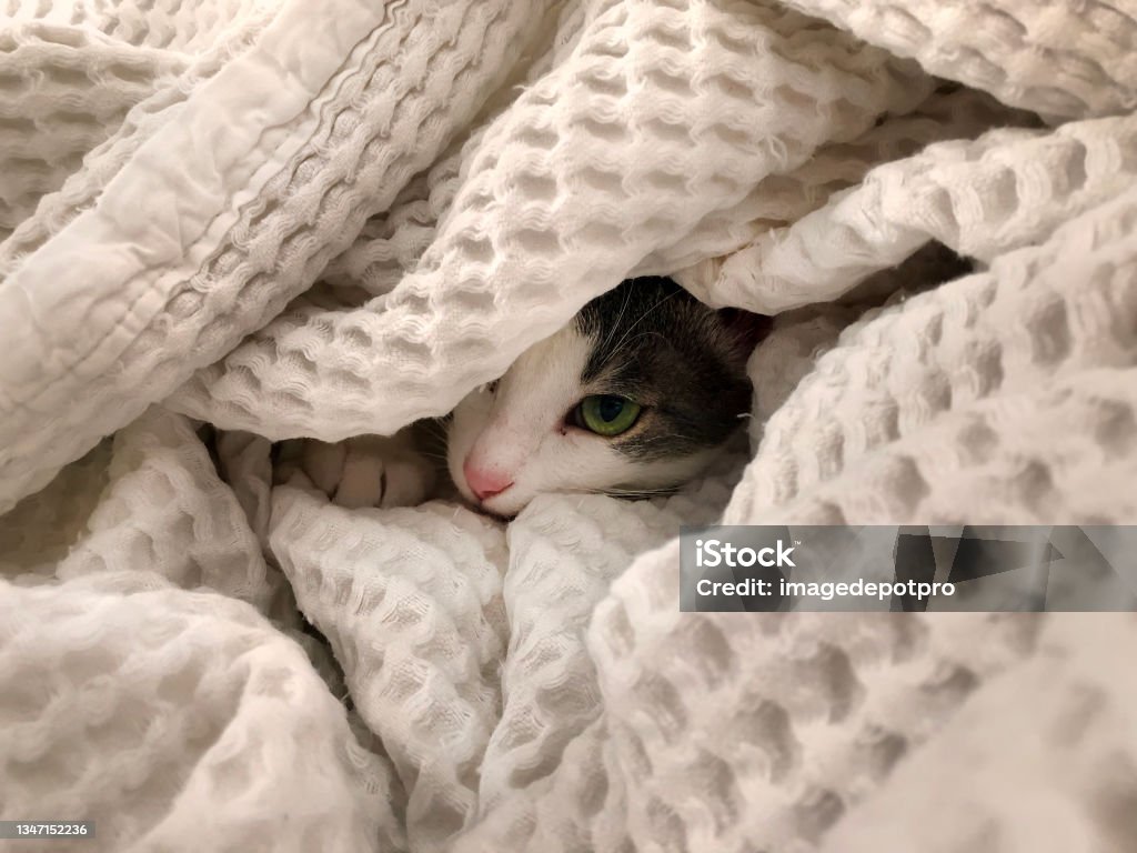 Cute cat playing under the blanket in bed Close up young cat playing in bed Domestic Cat Stock Photo