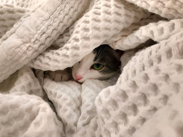 Cute cat playing under the blanket in bed stock photo