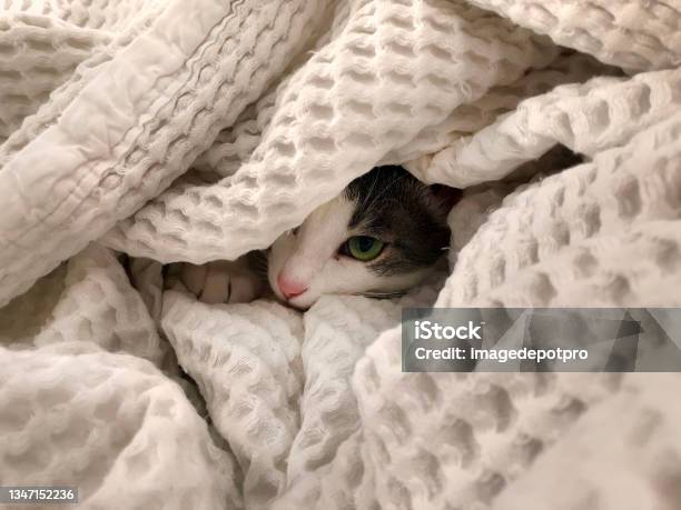 Cute Cat Playing Under The Blanket In Bed Stock Photo - Download Image Now - Domestic Cat, Blanket, Below