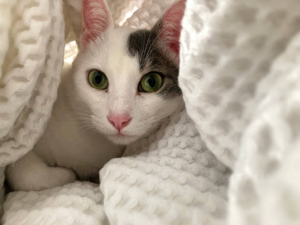 istock Cute cat playing under the blanket in bed 1347152308
