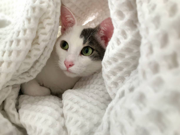 istock Cute cat playing under the blanket in bed 1347152322