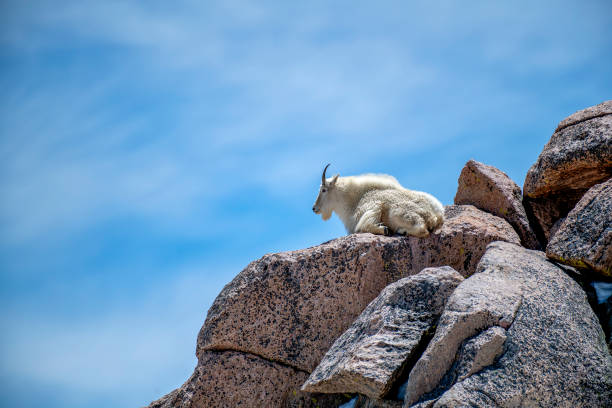 Mountain Goat  at the Summit of Mount Evans under the blue skies among rocks and snow.\n Above treeline (14,271 ft / 4350 m). September.