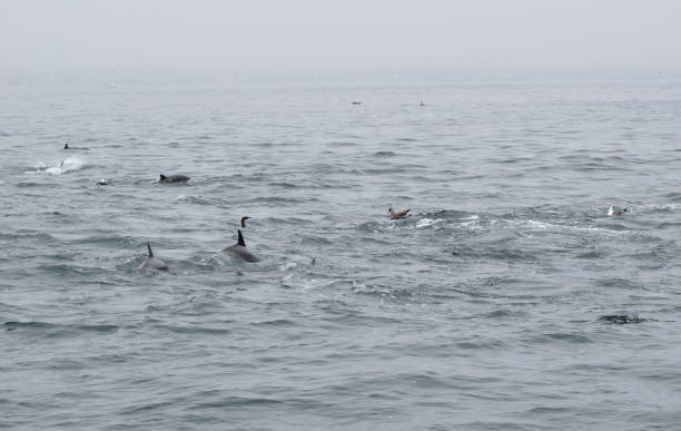 istock Wildlife Amongst the Waves 1347156917