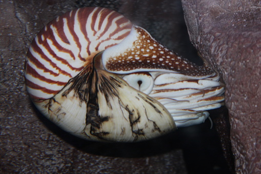 Chambered nautilus, nautilus pompilius, cephalopod in coral reef.