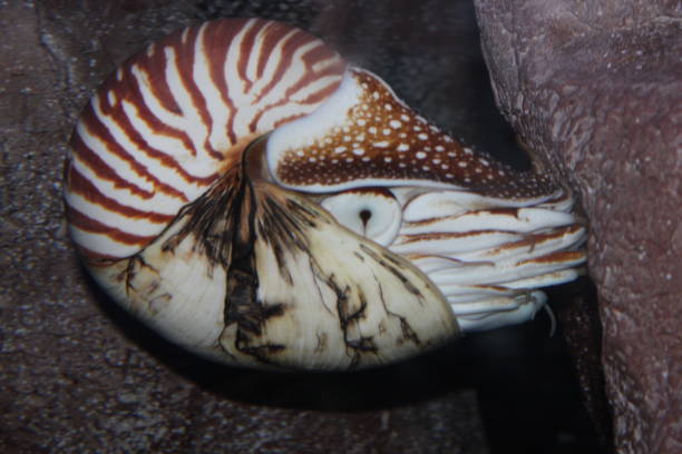 Nautilus Câmara - foto de acervo