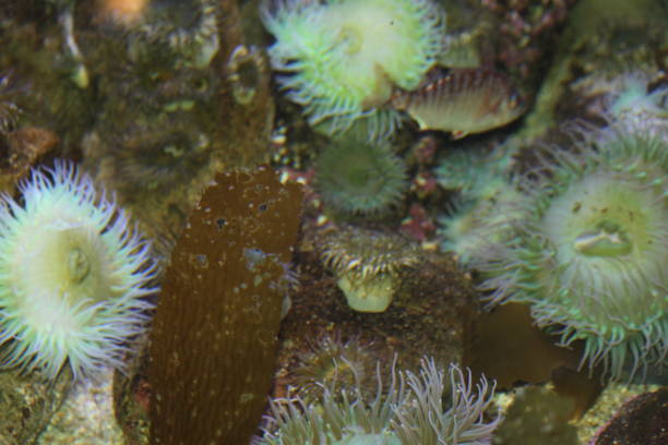 istock Coral Reef and Sea Anemone 1347157027