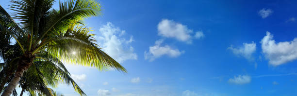 Close up palm tree over blue sky with shinning sun