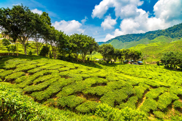 Cameron Highlands. Beautiful Tea plantations