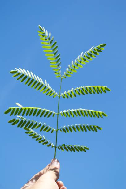 istock green plant on man hand 1347159468