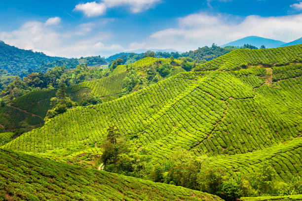 istock Cameron Highlands. Beautiful Tea plantations 1347161307