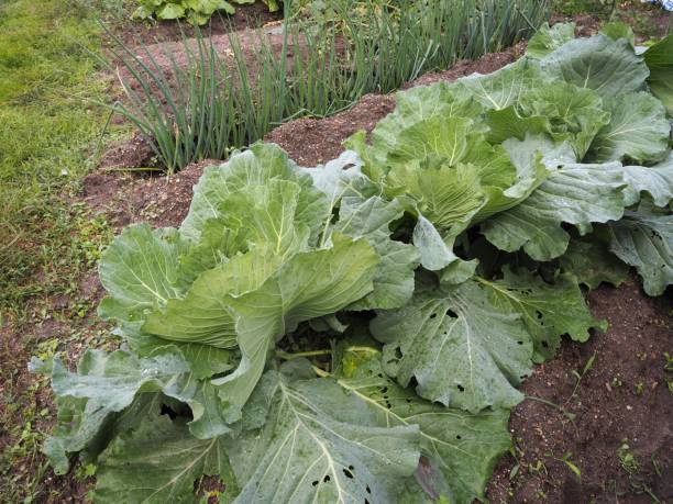 istock Organic fresh cabbage growing on the field 1347162888