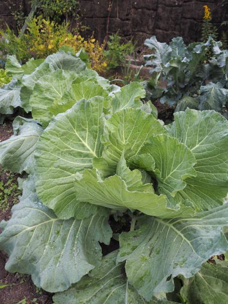 istock Organic fresh cabbage growing on the field 1347162891